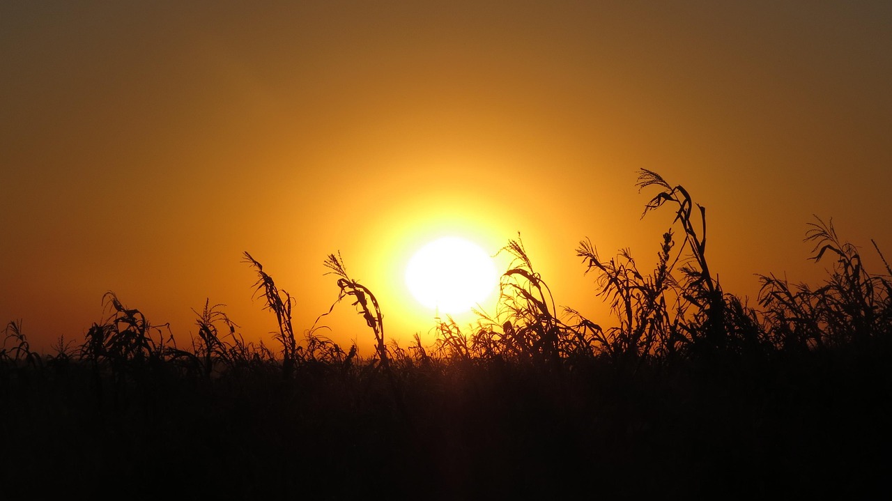 Campo calor