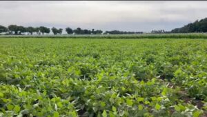 Campo agrícola
