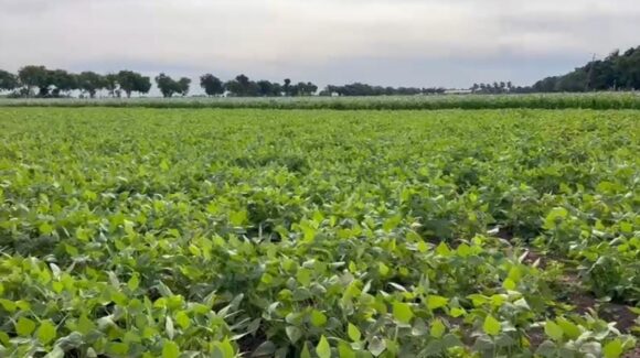 “Urge pasar de una política de emergencia a una de estado” COUC exige garantizar rentabilidad del campo antes de iniciar cada ciclo agrícola