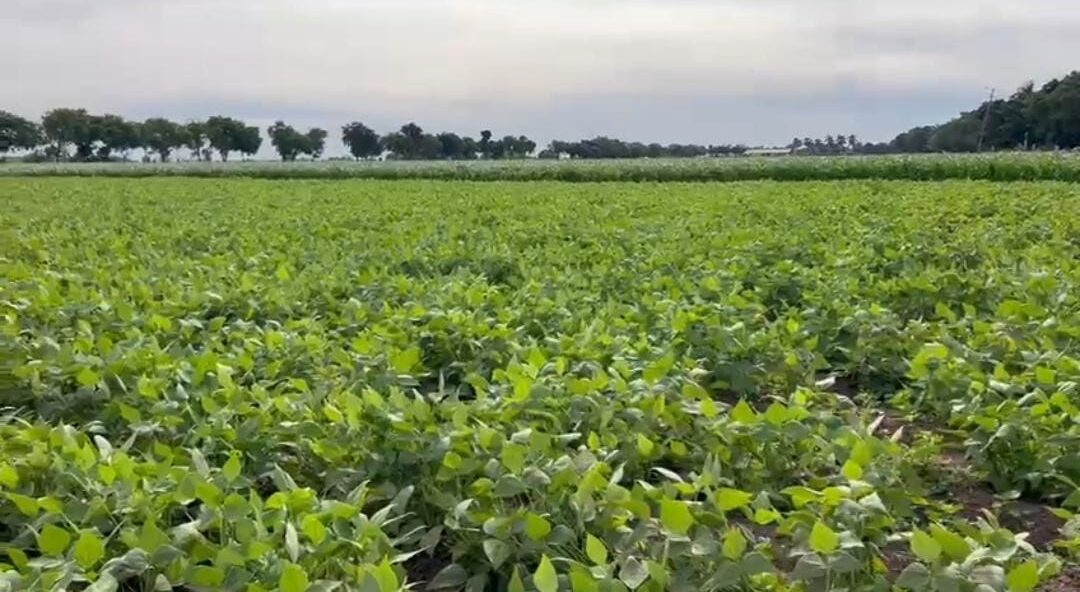 Campo agrícola