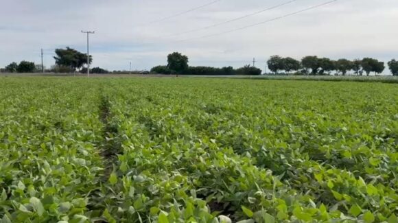 AARSP pide suspender cortes de frijol en Guasave, Sinaloa, ante pronóstico de lluvias intensas