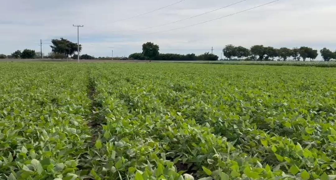 Campo agrícola
