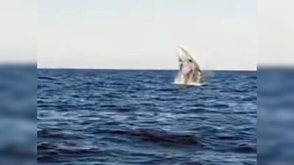 ¡El salto de su majestad! Captan a ballenas en playas Las Glorias, Guasave, Sinaloa
