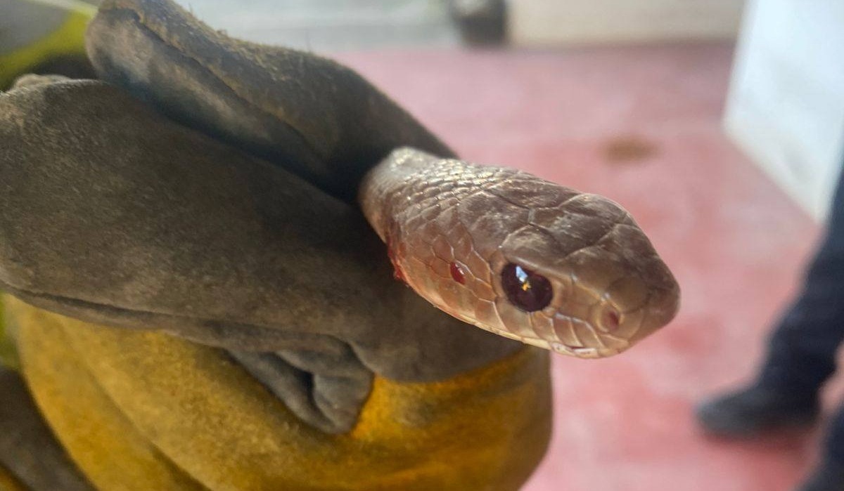 Capturan a serpiente en domicilio de Mazatlán