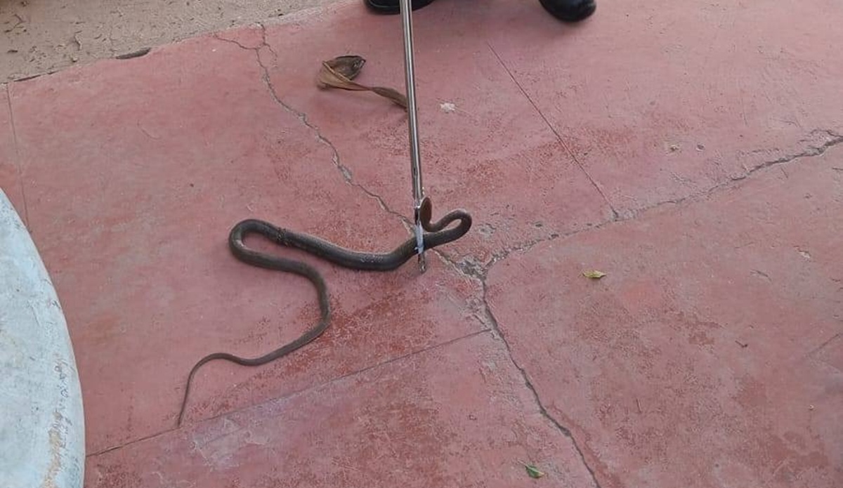 Capturan a serpiente en domicilio de Mazatlán