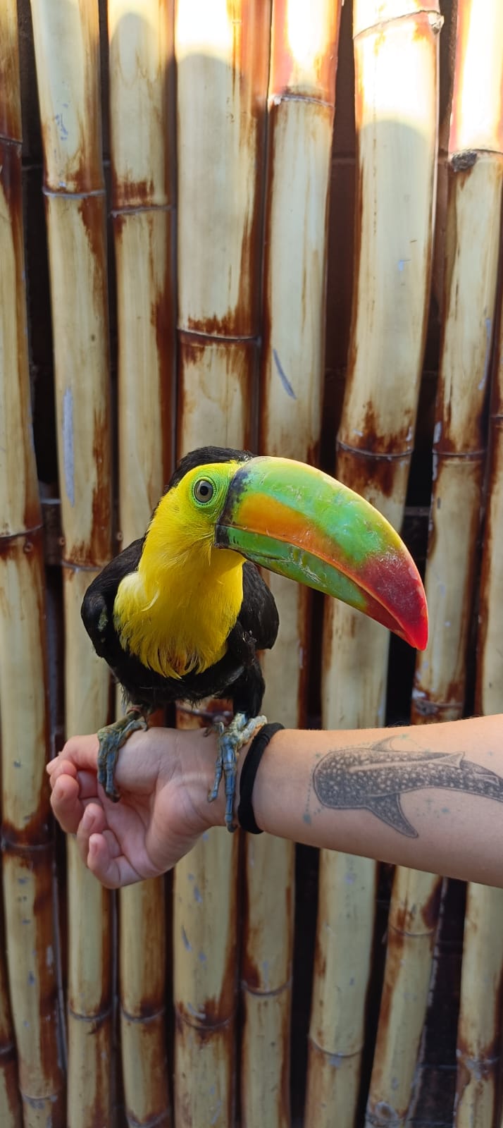 cientos de animales han sido beneficiados por el hospital de la fauna