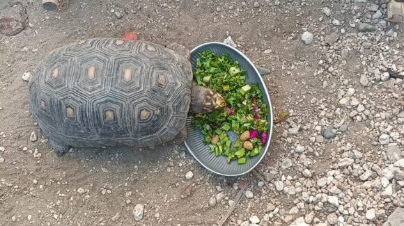 Rescata Hospital de la Fauna del Gran Acuario Mazatlán, Sinaloa a más de 850 animales, consolidándose guardián de la vida silvestre
