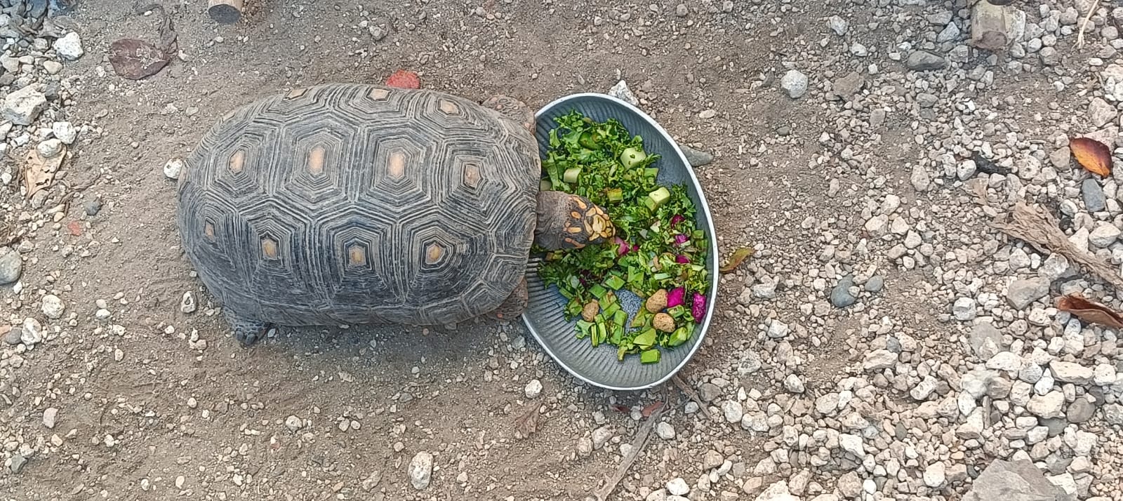 cientos de animales han sido beneficiados por el hospital de la fauna