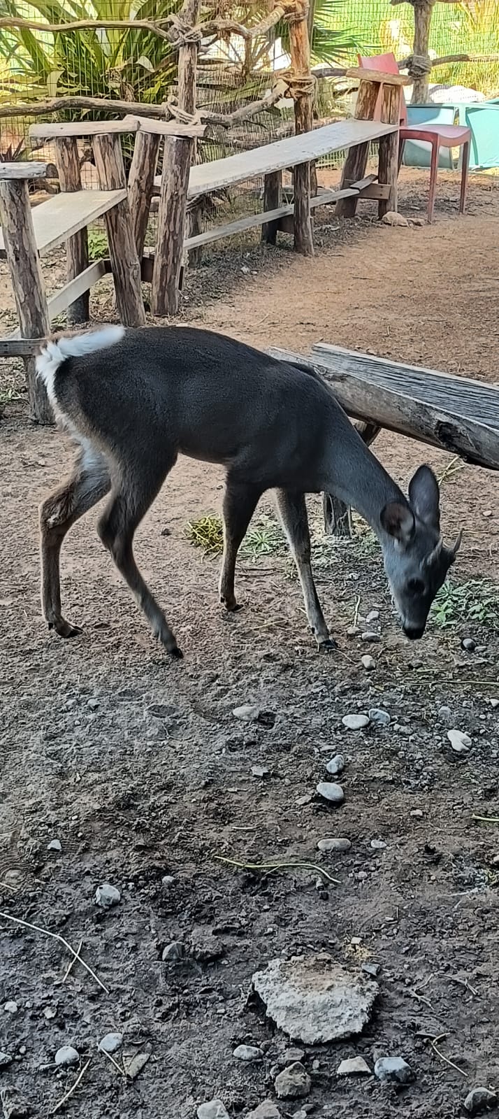 cientos de animales han sido beneficiados por el hospital de la fauna