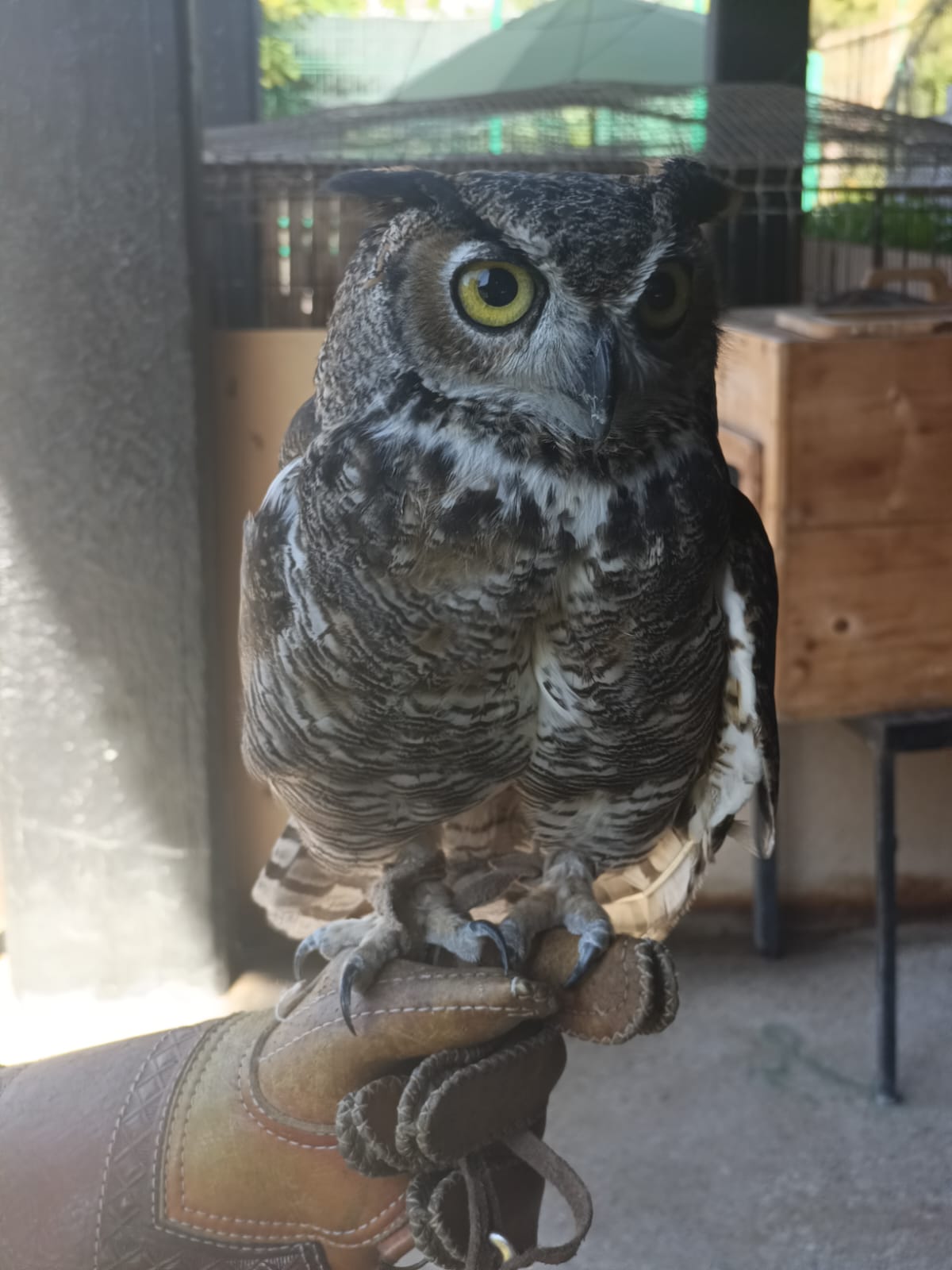 cientos de animales han sido beneficiados por el hospital de la fauna