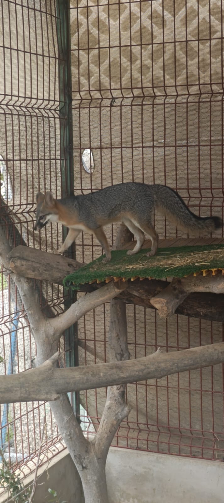 cientos de animales han sido beneficiados por el hospital de la fauna