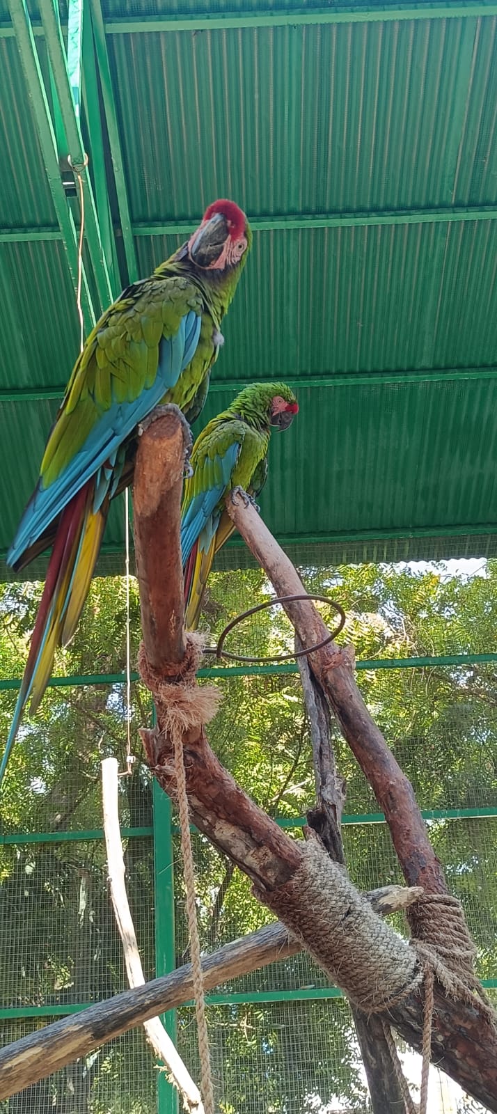 cientos de animales han sido beneficiados por el hospital de la fauna