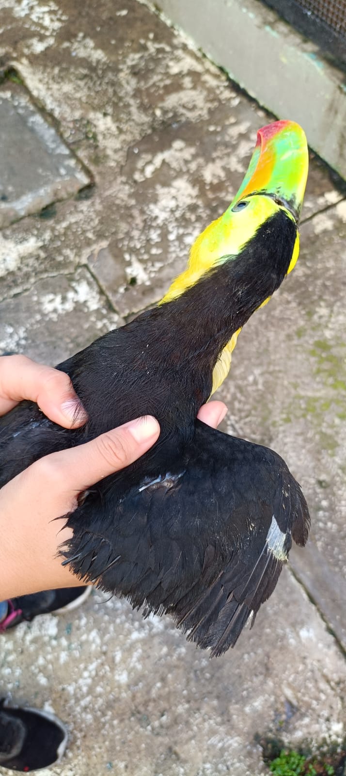 cientos de animales han sido beneficiados por el hospital de la fauna