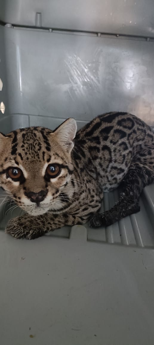 cientos de animales han sido beneficiados por el hospital de la fauna