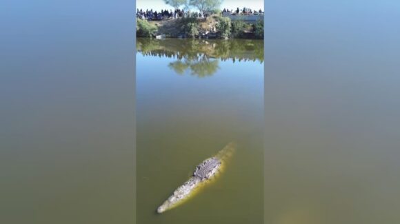 “No le pierdan el miedo”: Protección Civil advierte a pobladores por acercarse al cocodrilo de Carricitos en Guasave, Sinaloa