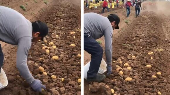 Altas temperaturas comienzan a impactar los cultivos en Guasave, Sinaloa; anticipan bajas en rendimientos