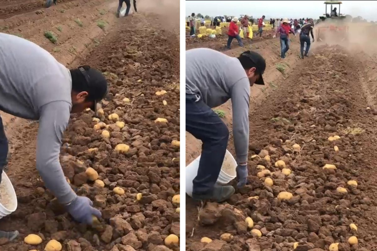 cosecha de papas