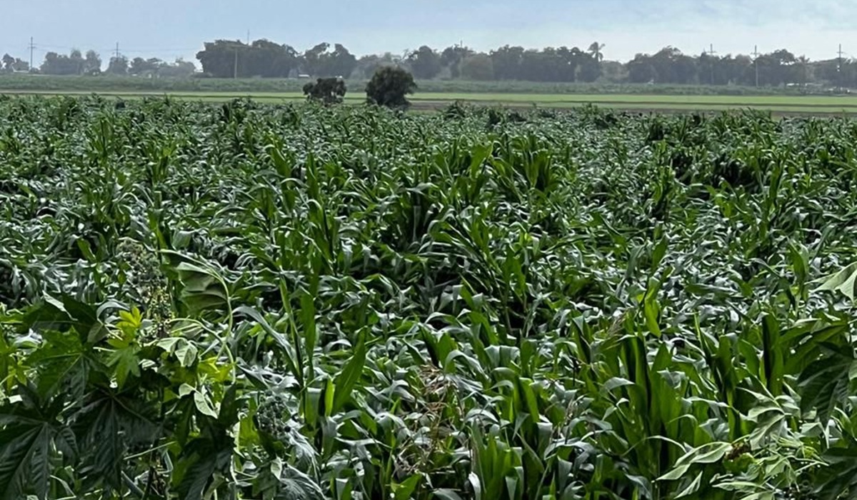 Lluvias provocan daños en cultivos de maíz en Sinaloa