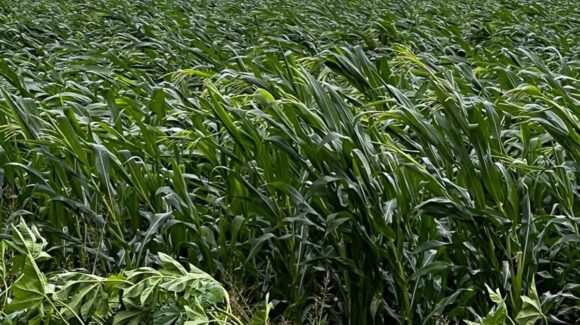 Pese a seguros agrícolas, productores enfrentan pérdidas por daños ocasionados por factores climáticos en Sinaloa: COJC 