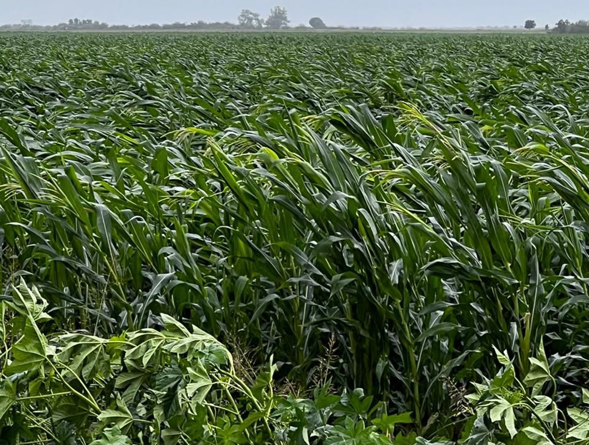 Lluvias provocan daños en cultivos de maíz en Sinaloa