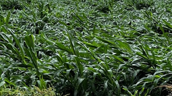 Suman 50 hectáreas de maíz con daños leves por el viento registrado en El Carrizo, Sinaloa: Junta Local de Sanidad