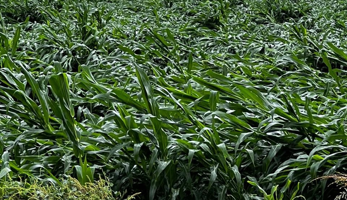 Lluvias provocan daños en cultivos de maíz en Sinaloa