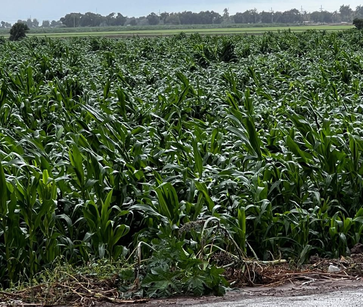 Lluvias provocan daños en cultivos de maíz en Sinaloa