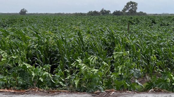 Variaciones climáticas han dejado afectaciones en 13 mil 500 hectáreas de maíz en Sinaloa; reportan productores