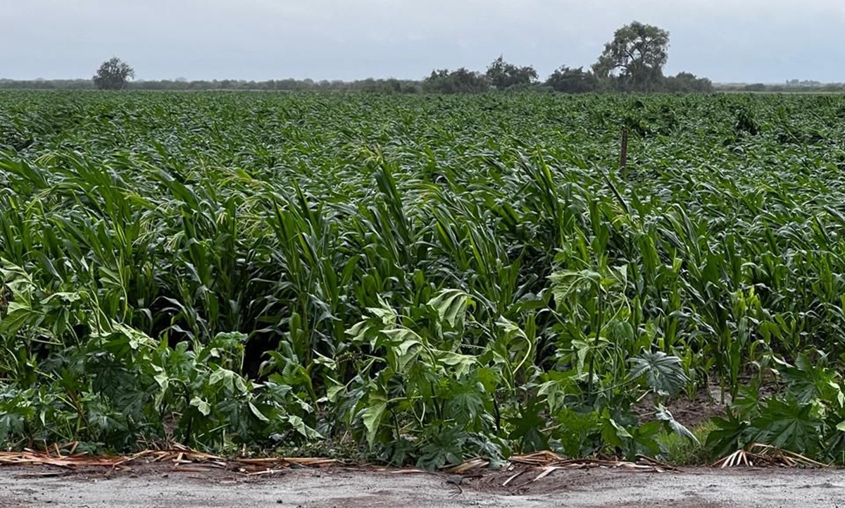 Lluvias provocan daños en cultivos de maíz en Sinaloa
