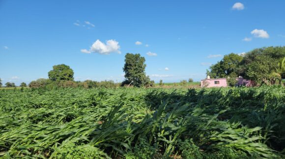Evalúan daños por vientos en cultivos de Guasave, Sinaloa; llaman a activar seguros agrícolas