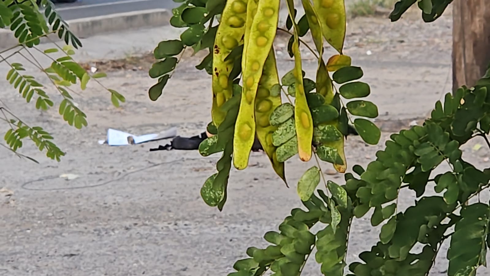 Hombre encontrado ejecutado a balazos en Culiacán