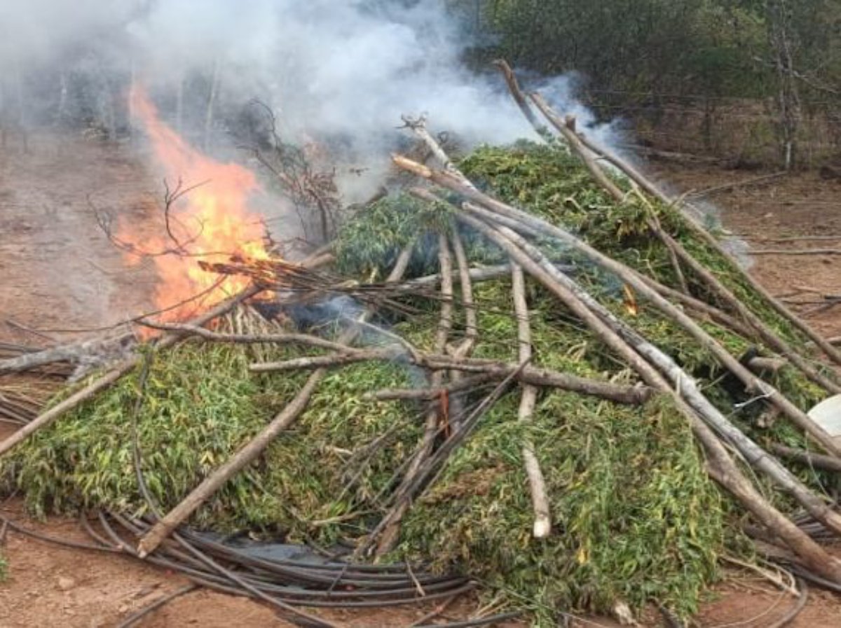 Elementos del Ejército Mexicano destruyen mariguana
