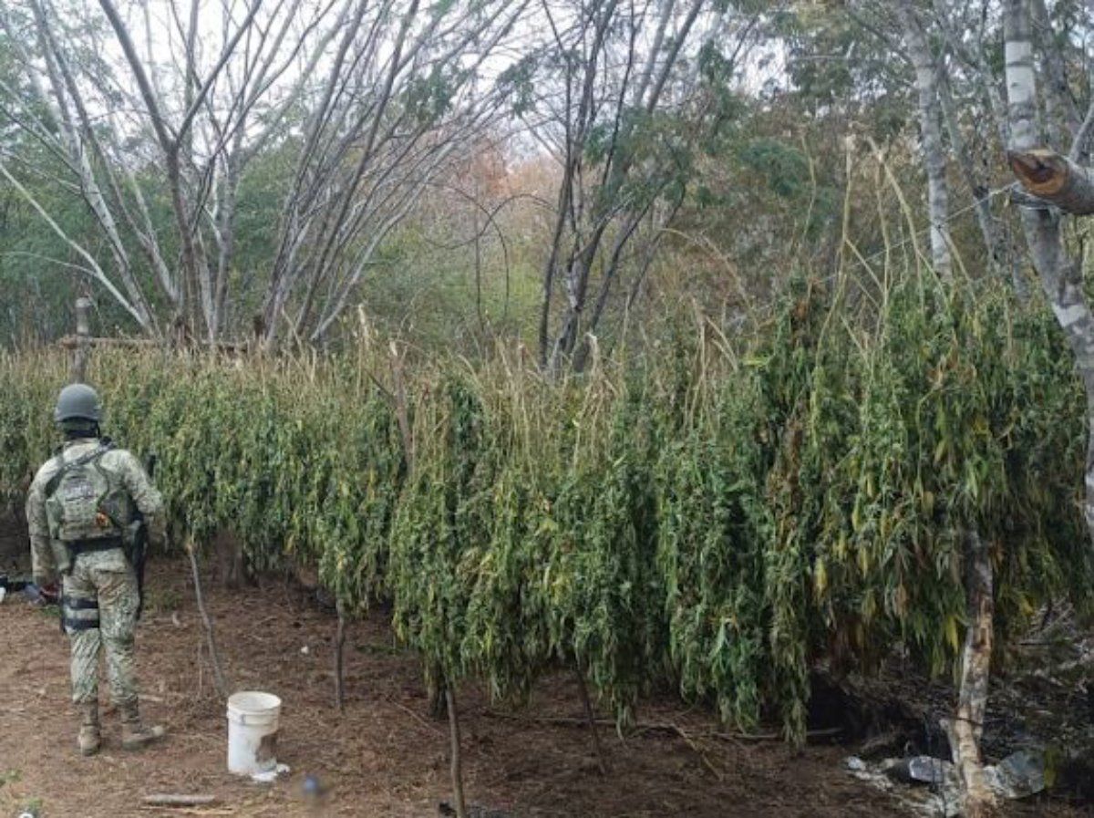Elementos del Ejército Mexicano destruyen mariguana
