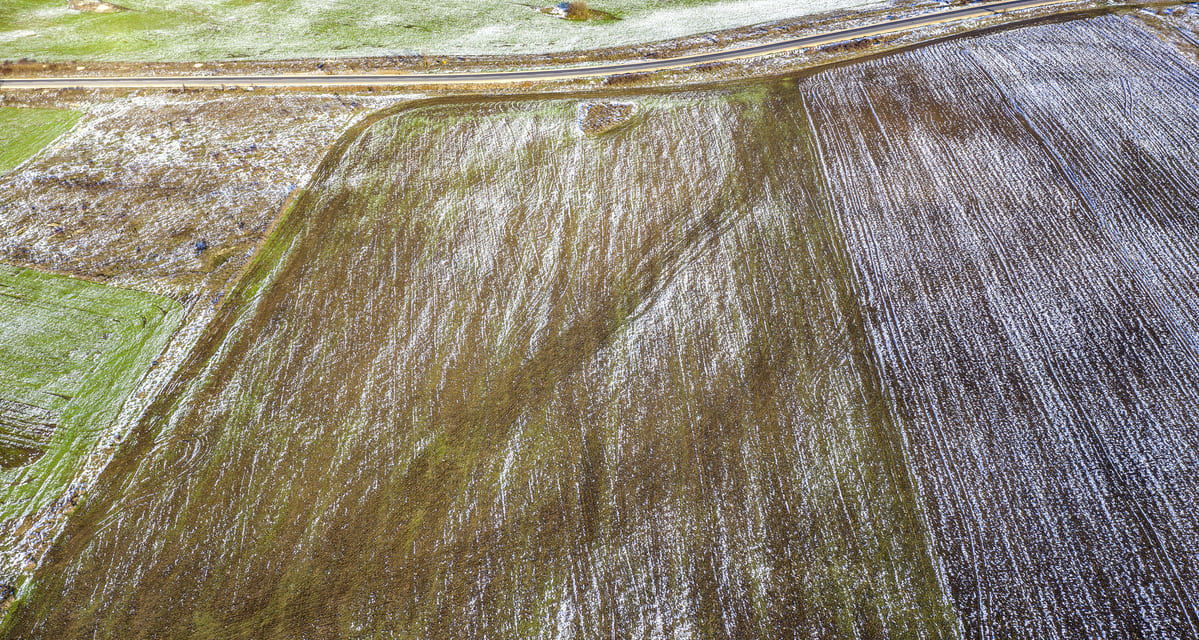 el temor de las heladas se cierne sobre el campo sinaloense