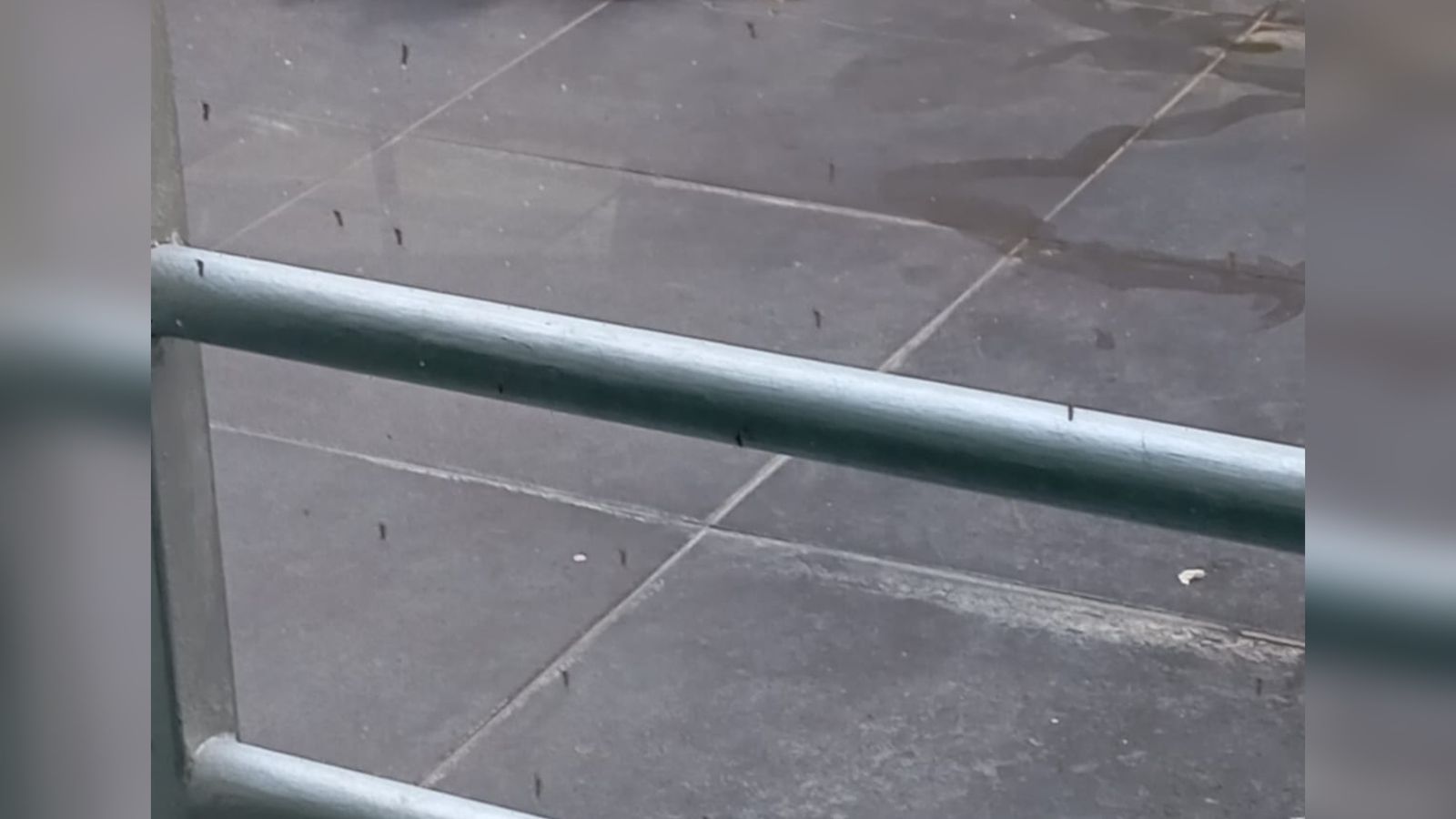 enjambre de mosquitos