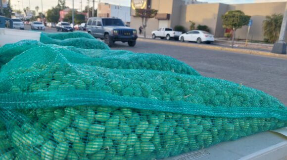 ¿Tú ya los comiste? Garbanzo verde gana terreno como alternativa de comercialización en la región del Évora, Sinaloa