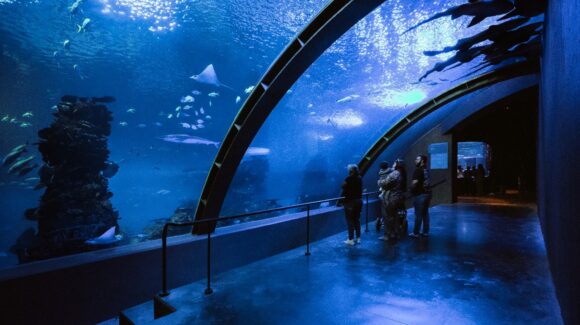 ‘Quiere consentir al mazatleco’: Gran Acuario anuncia tarifa especial para residentes de Mazatlán, Sinaloa