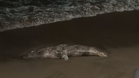 Localizan lobo marino sin vida en playas de Olas Altas en Mazatlán, Sinaloa