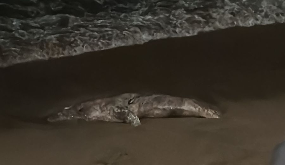 Lobo marino sin vida aparece en playa de Mazatlán