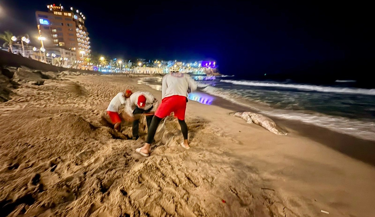 Entierran a lobo marino muerto en playa de Mazatlán