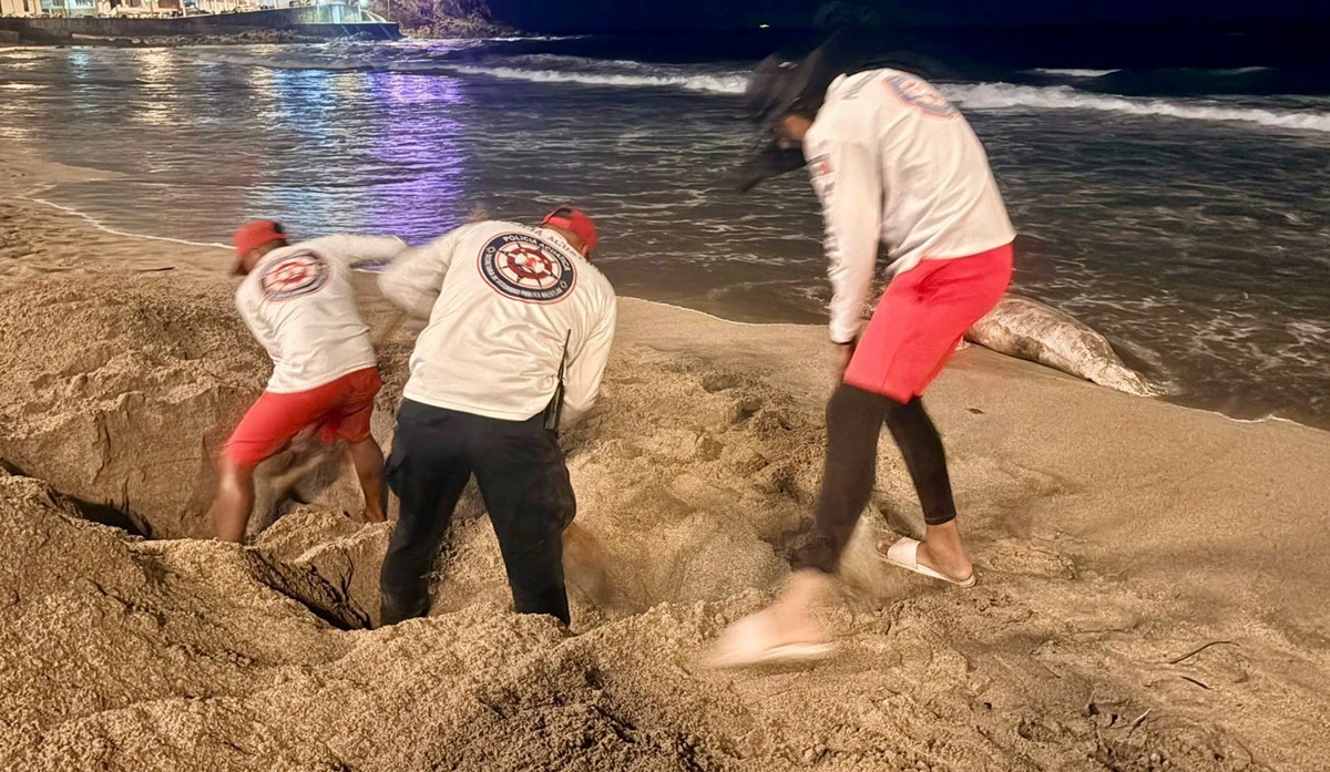 Entierran a lobo marino muerto en playa de Mazatlán