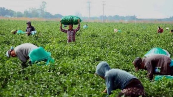 Chile y tomate dan un buen precio de momento; agricultores de Mazatlán, Sinaloa, agradecen ganar una