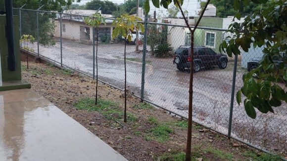 Lluvias dejan encharcamientos y caída de árboles, pero sin daños a viviendas en Salvador Alvarado, Sinaloa