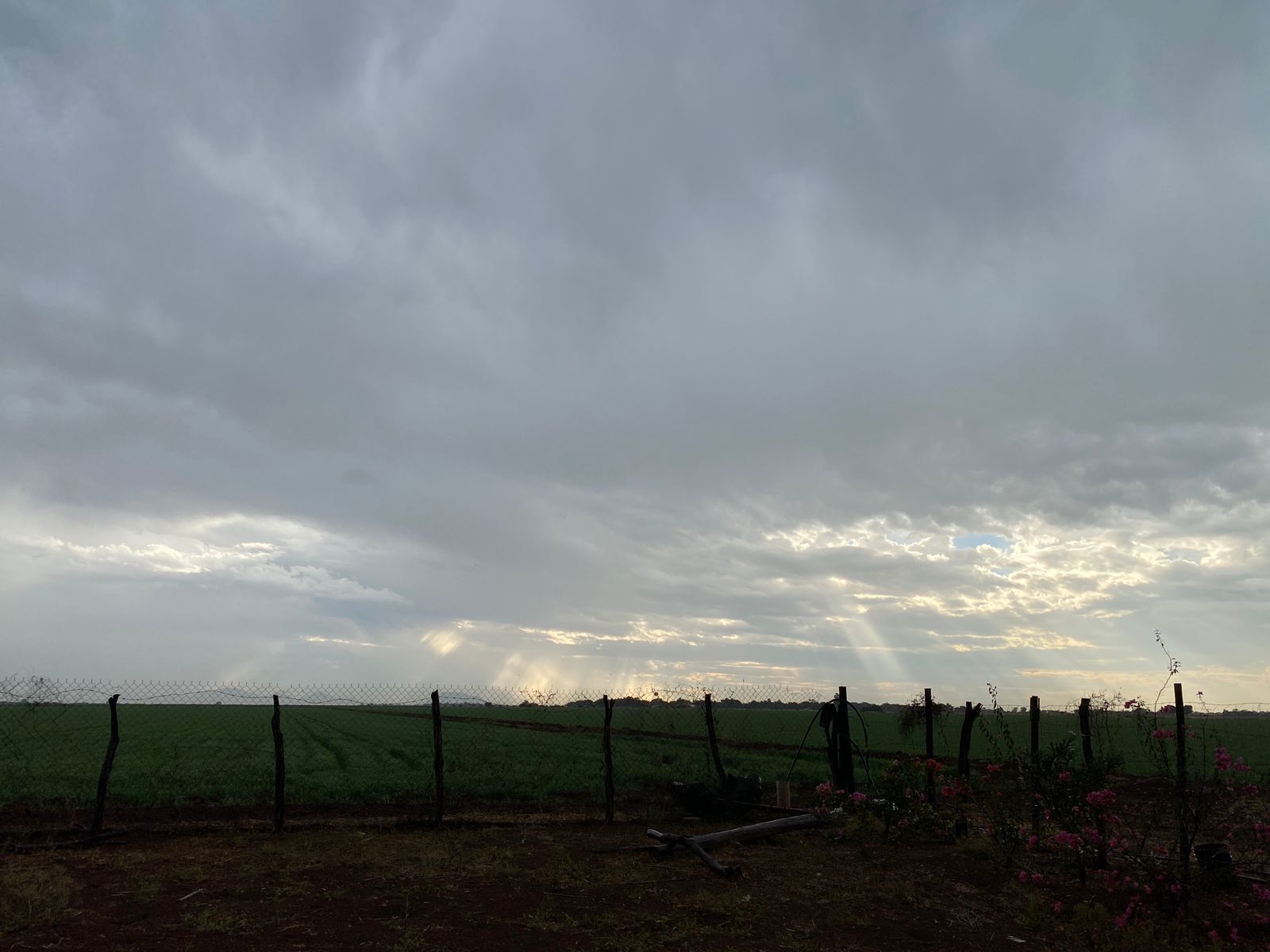 Lluvia en el campo sinaloense