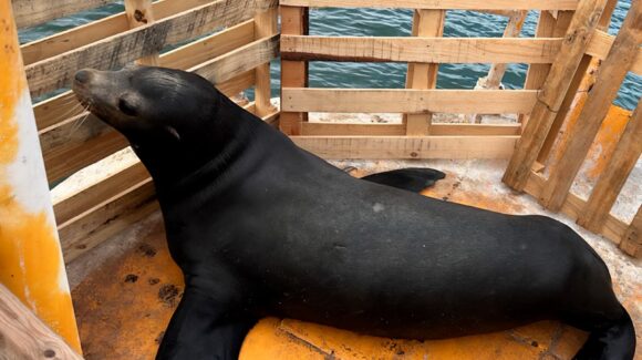 Muere lobo marino rescatado por Profepa en Topolobampo, Ahome, cuando era trasladado al Ciidir en Guasave, Sinaloa
