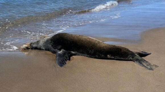 Muere este sábado uno de los dos lobos marinos avistados en El Maviri, Sinaloa; el otro permanece atrapado en una boya