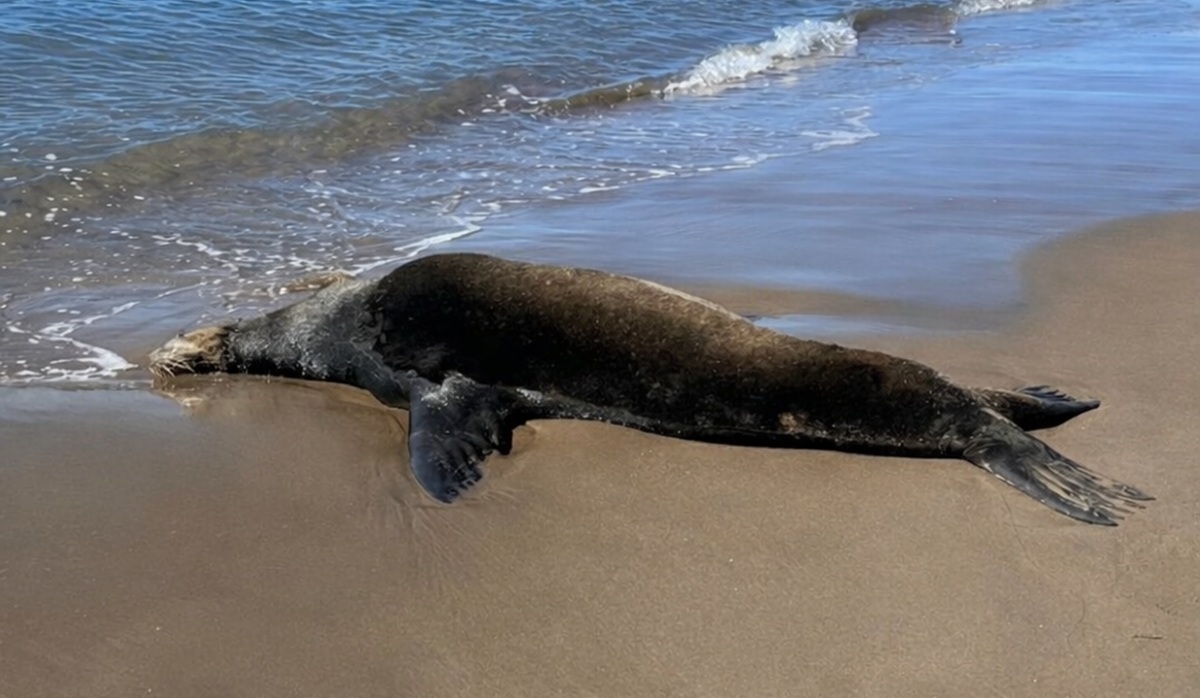 Lobo marino pierde la vida en El Maviri, Ahome