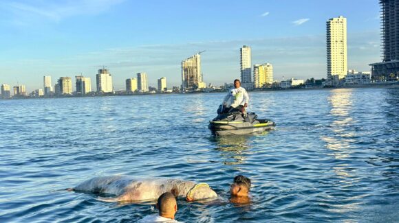 Localizan lobo marino sin vida en playas de Mazatlán, Sinaloa; salvavidas activan protocolo sanitario
