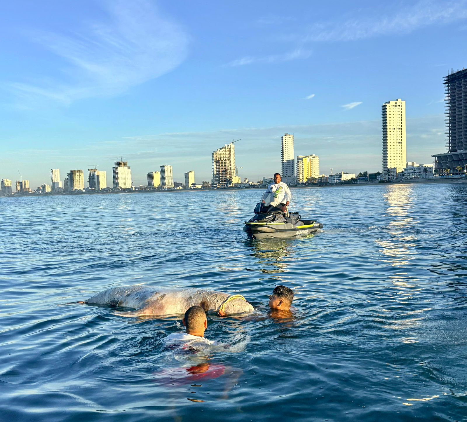 lobo marino sin vida en playa de Mazatlán