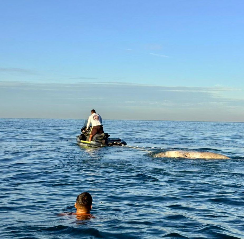 lobo marino sin vida en playa de Mazatlán